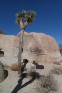 Joshua,Tree,bloc,bouldering,bloque